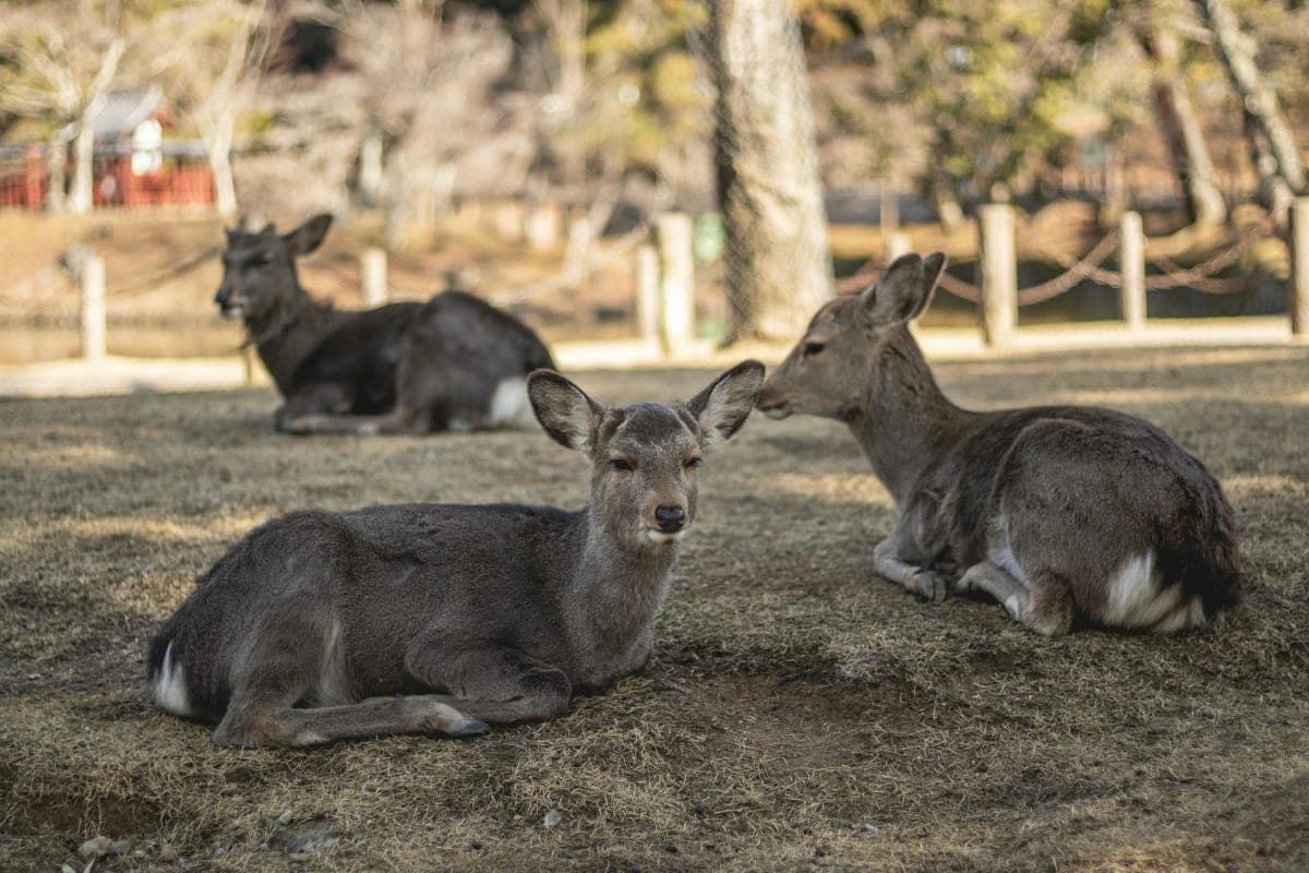 Nara Early Morning Tour (Kyoto or Osaka Departure Available)