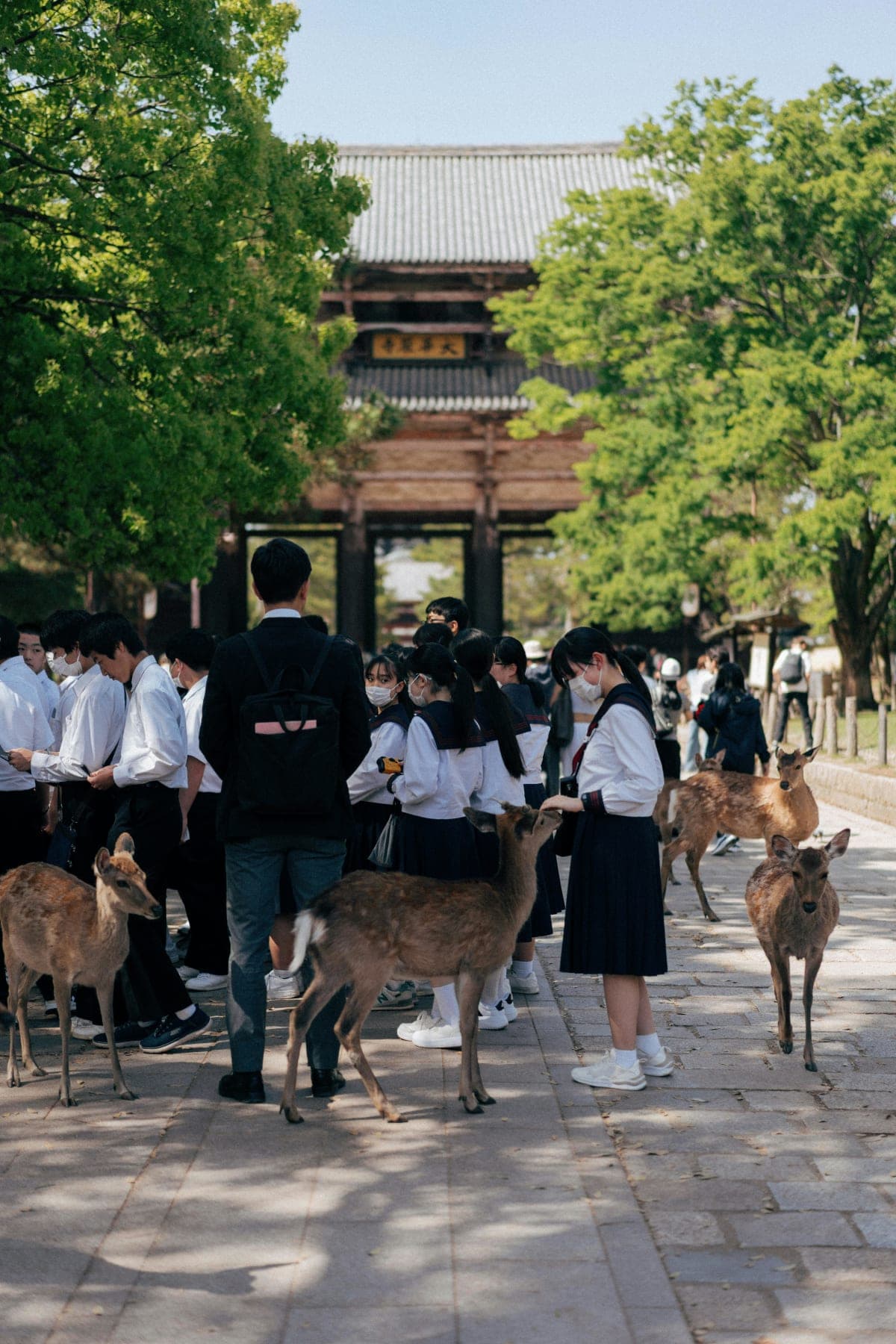 Nara Early Morning Tour (Kyoto or Osaka Departure Available)