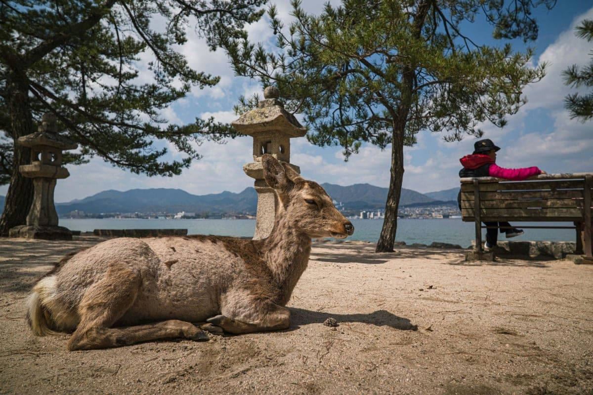 Nara Early Morning Tour (Kyoto or Osaka Departure Available)