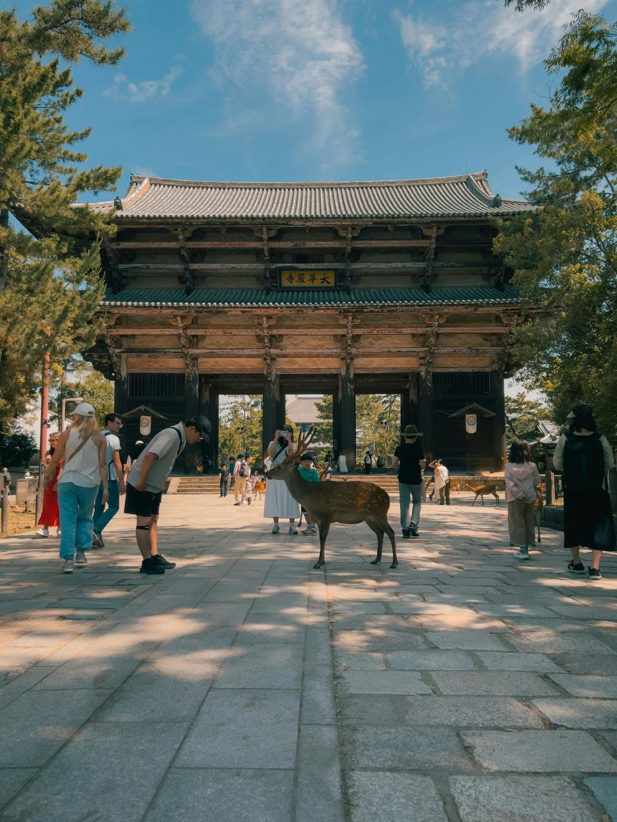 Nara Early Morning Tour (Kyoto or Osaka Departure Available)