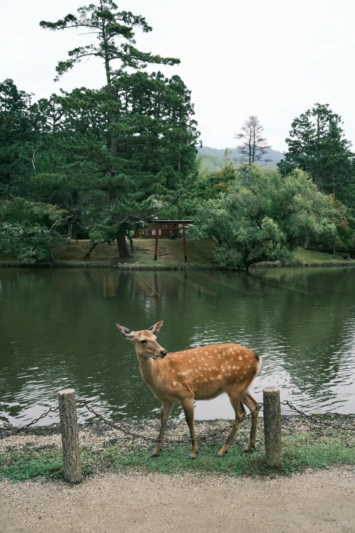 Nara Early Morning Tour (Kyoto or Osaka Departure Available)