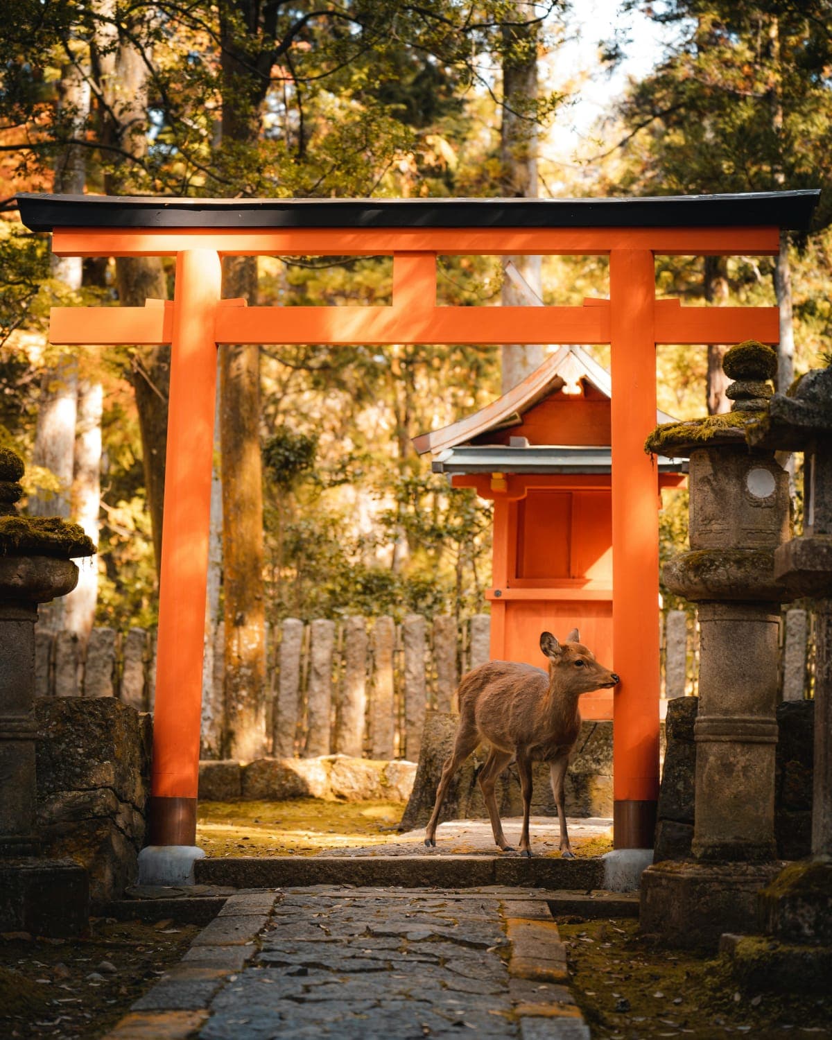 Essential Nara: Origins of Spiritual Japan