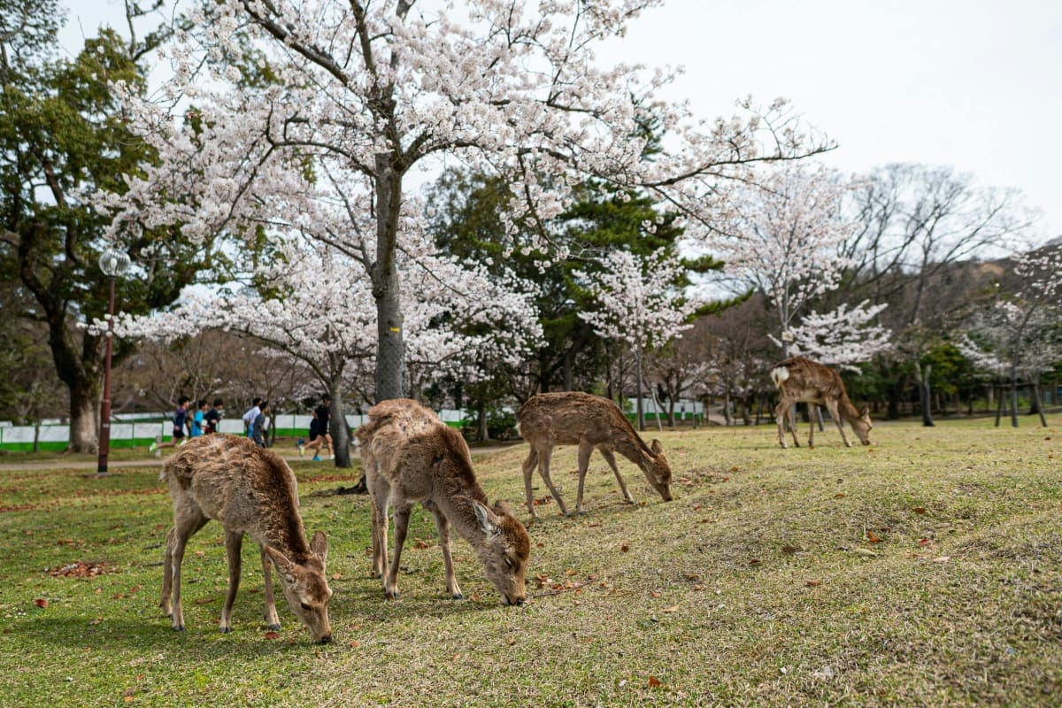 Osaka: Nara Park and Uji Hot Spring Day Trip