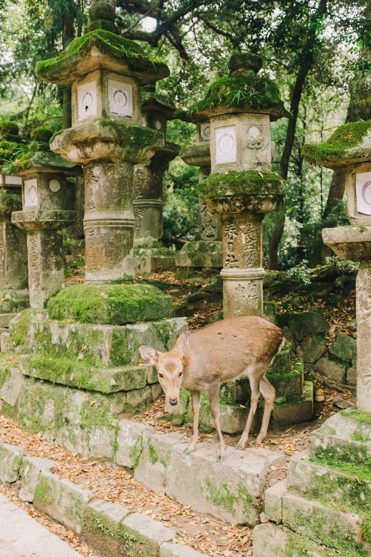 Nara: Kasuga Taisha, Sacred Deer Shrine Guided Tour