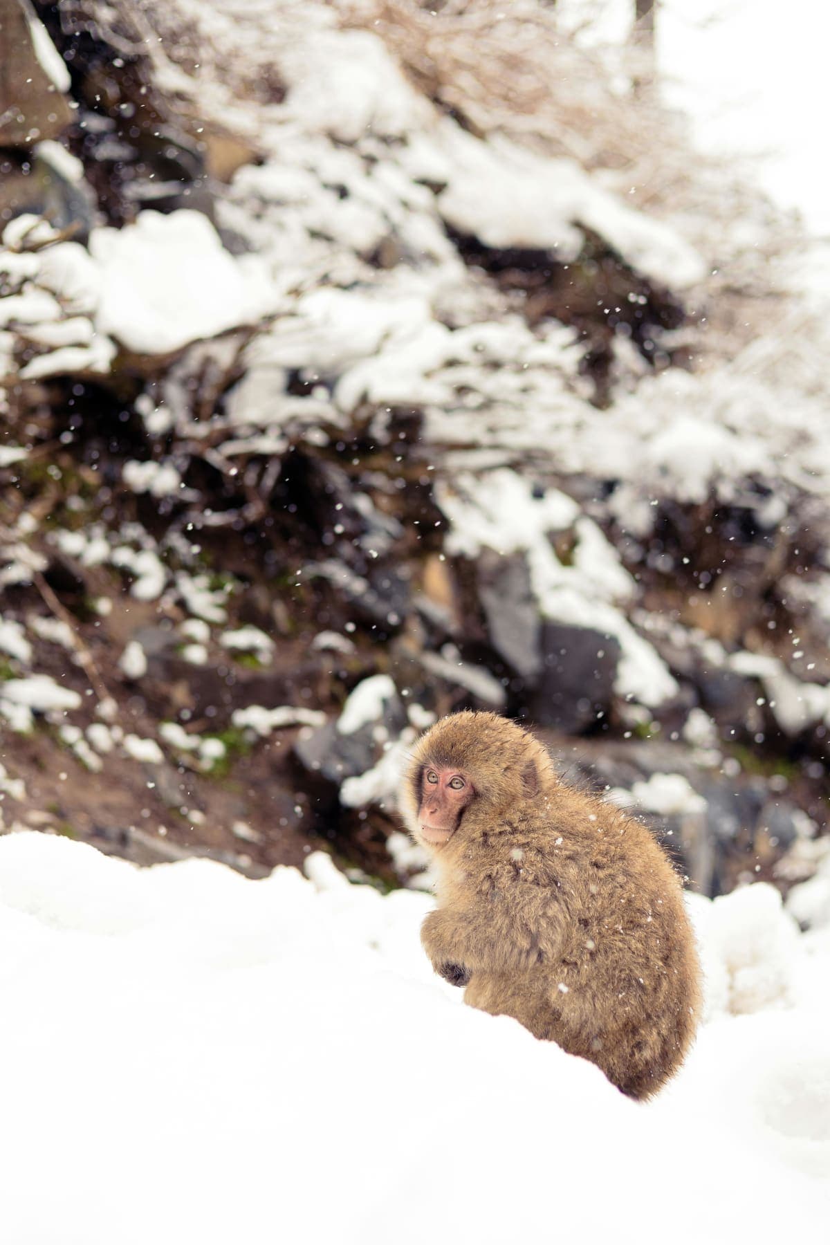 Nagano Tokyo: Snow Monkey Private Day Tour Hotel Pick & Drop