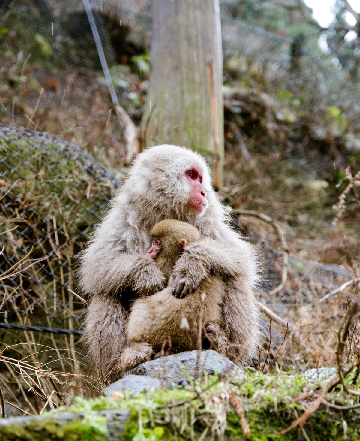 Nagano Tokyo: Snow Monkey Private Day Tour Hotel Pick & Drop