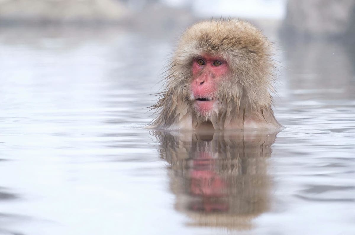 Nagano Tokyo: Snow Monkey Private Day Tour Hotel Pick & Drop