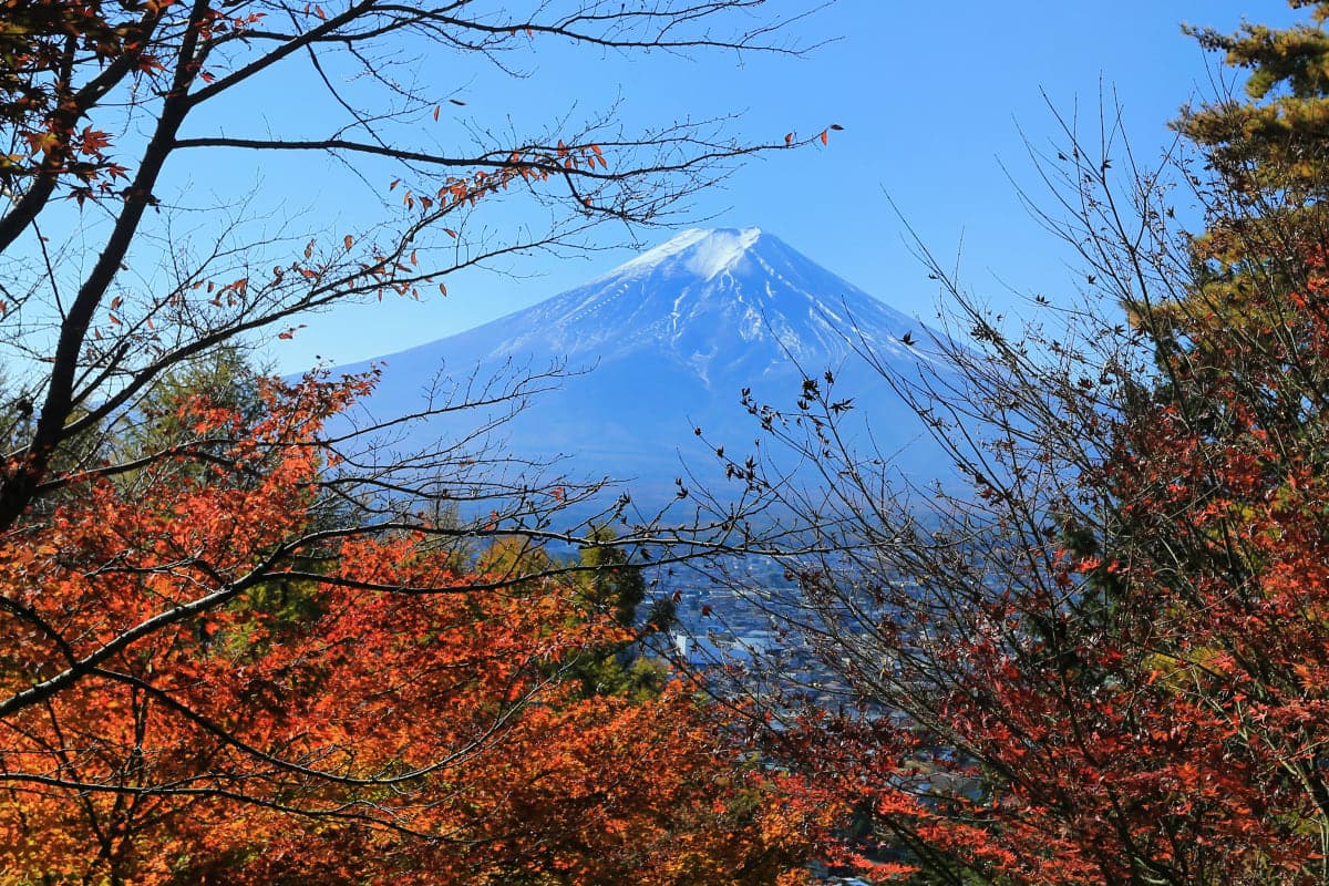 Tokyo:Customizable Private Day Trip to Mt.Fuji & Safari Park