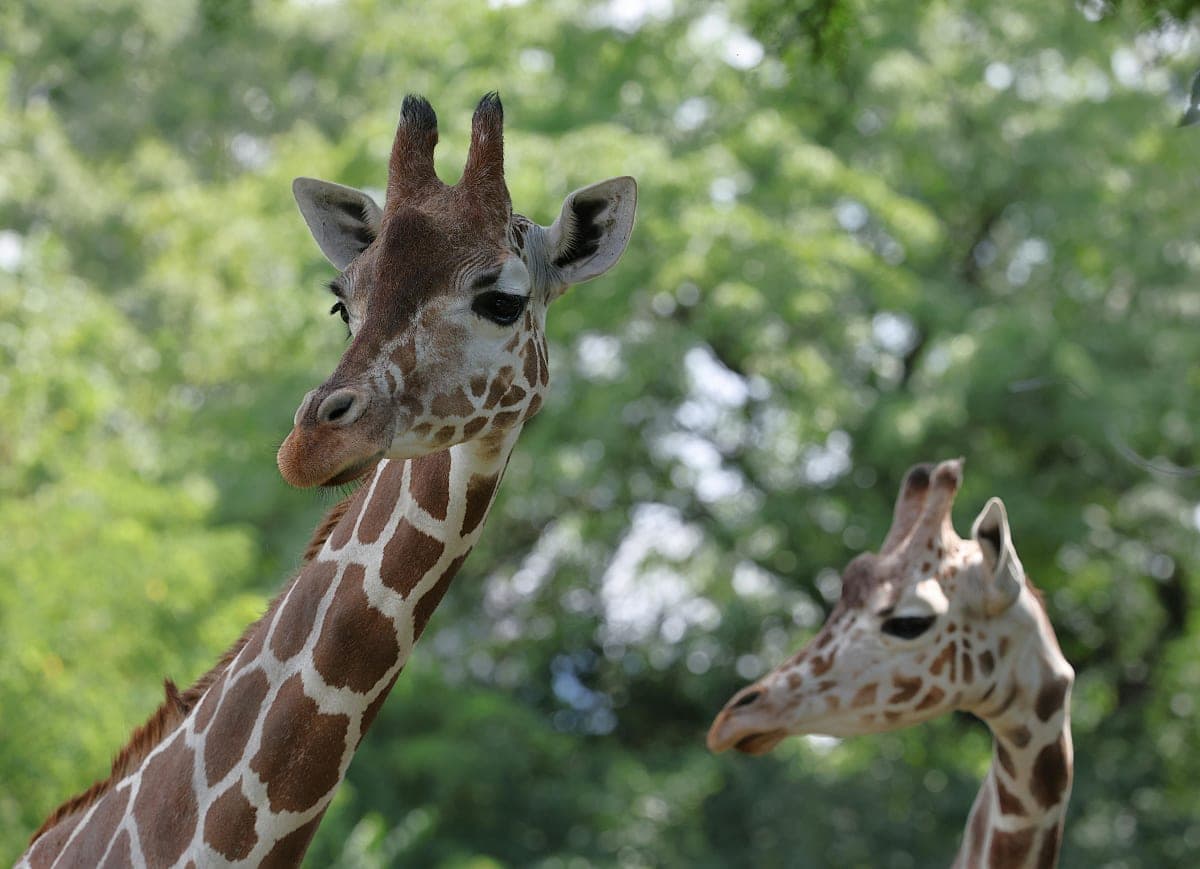 Tokyo:Customizable Private Day Trip to Mt.Fuji & Safari Park