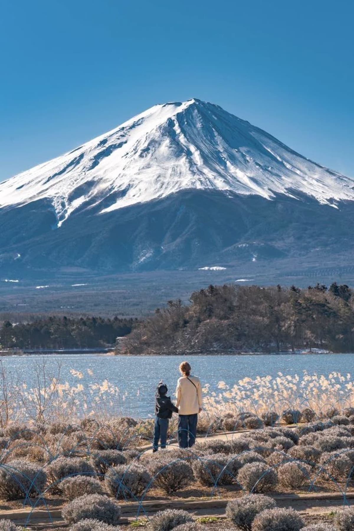 Lake Kawaguchiko & Mt. Fuji Ropeway Panorama Full-Day Tour