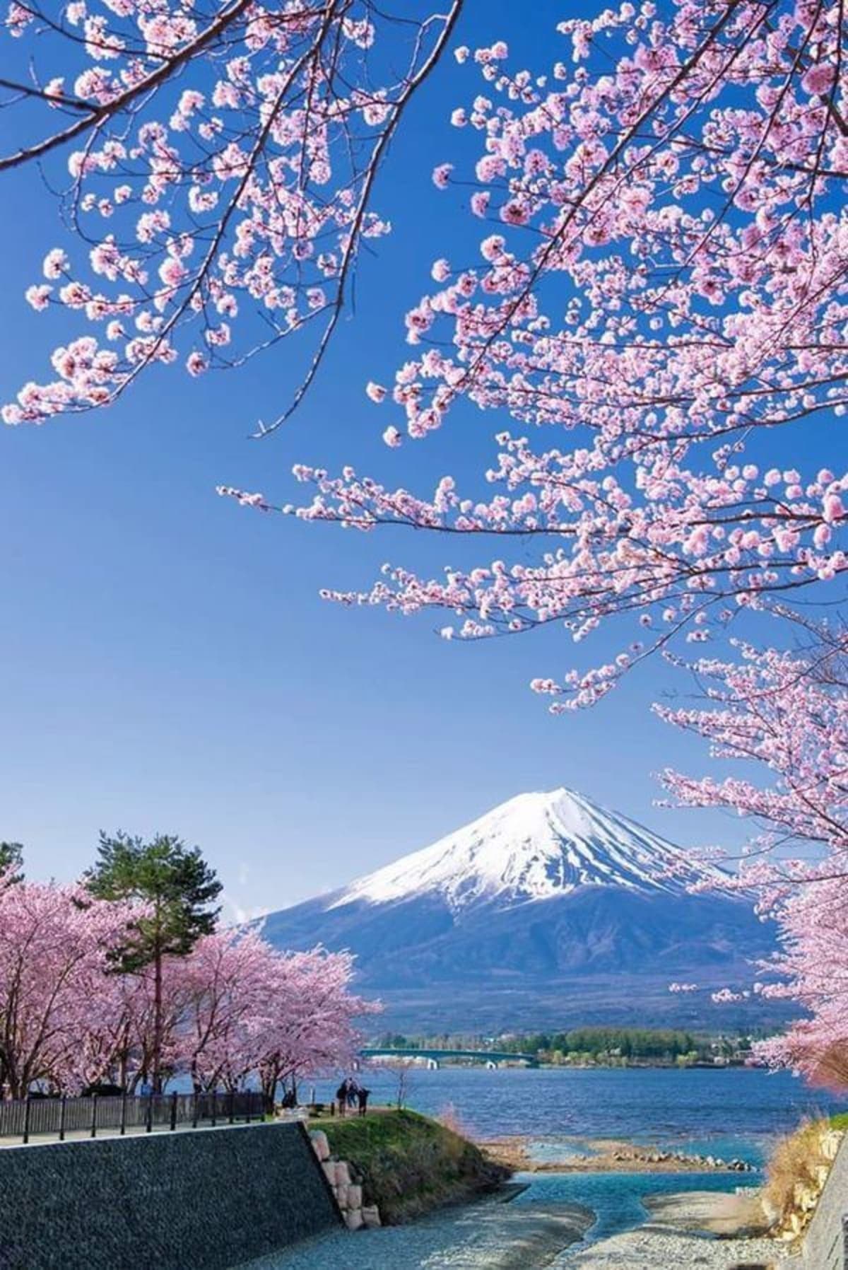 Lake Kawaguchiko & Mt. Fuji Ropeway Panorama Full-Day Tour