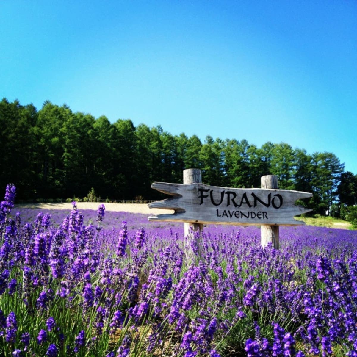 From Furano Lavender Fields: Flower fields Villages Full-Day Tour
