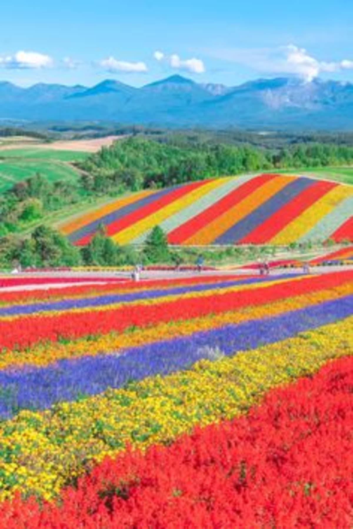 From Furano Lavender Fields: Flower fields Villages Full-Day Tour