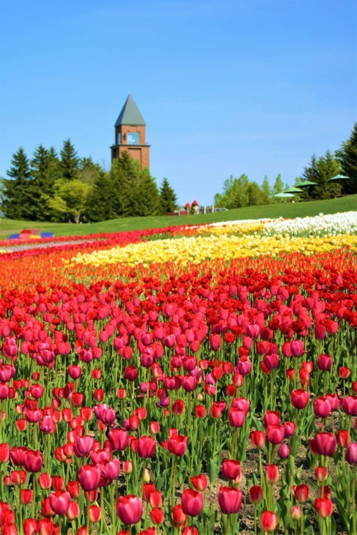 From Furano Lavender Fields: Flower fields Villages Full-Day Tour