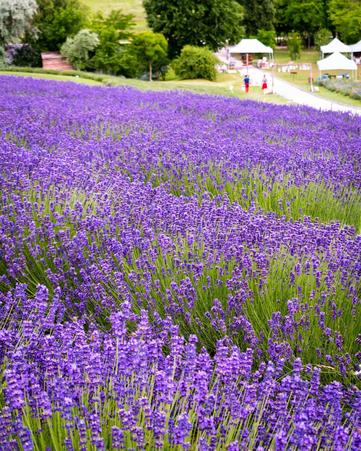 From Furano Lavender Fields: Flower fields Villages Full-Day Tour