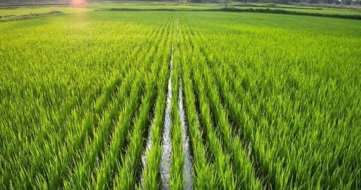 From Osaka: Day Trip to Shirakawago & Kanazawa