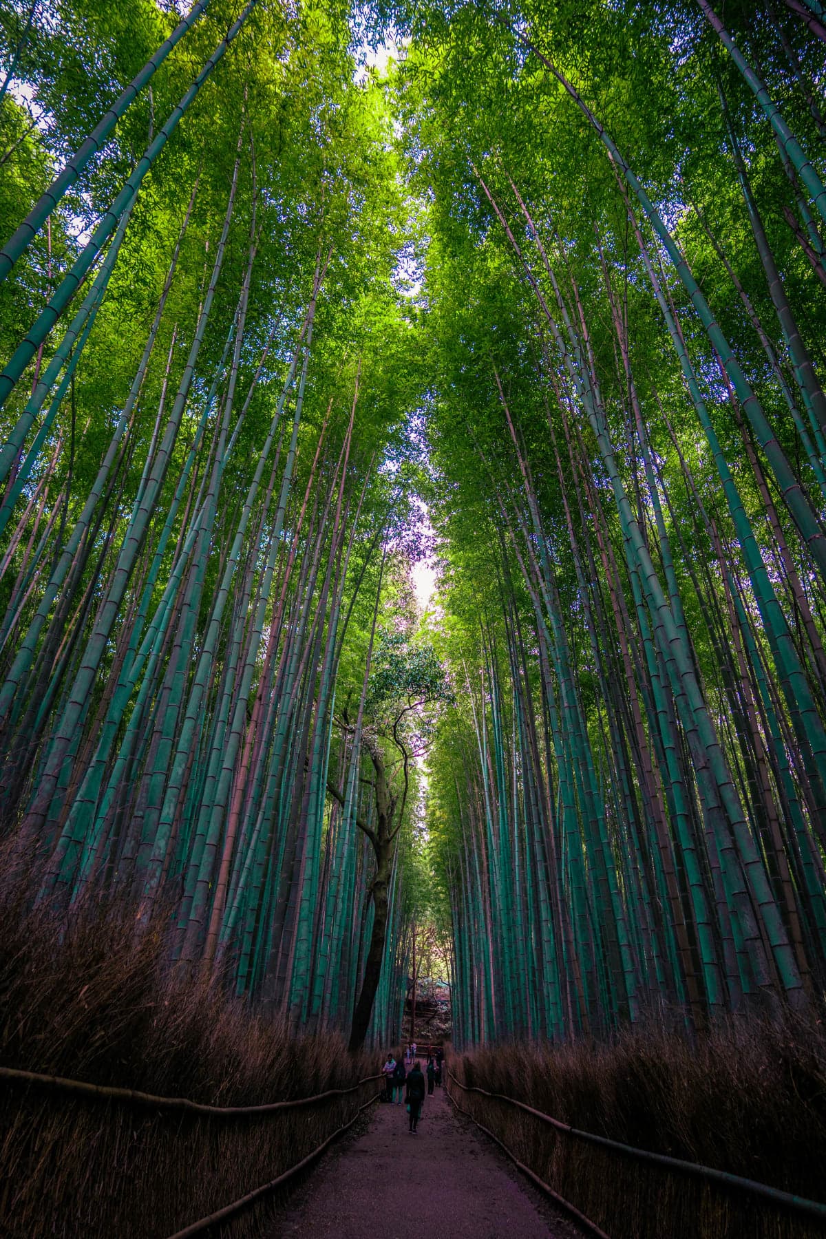 Arashiyama Bamboo Temple, with Monkey or Secret Sake Brewery