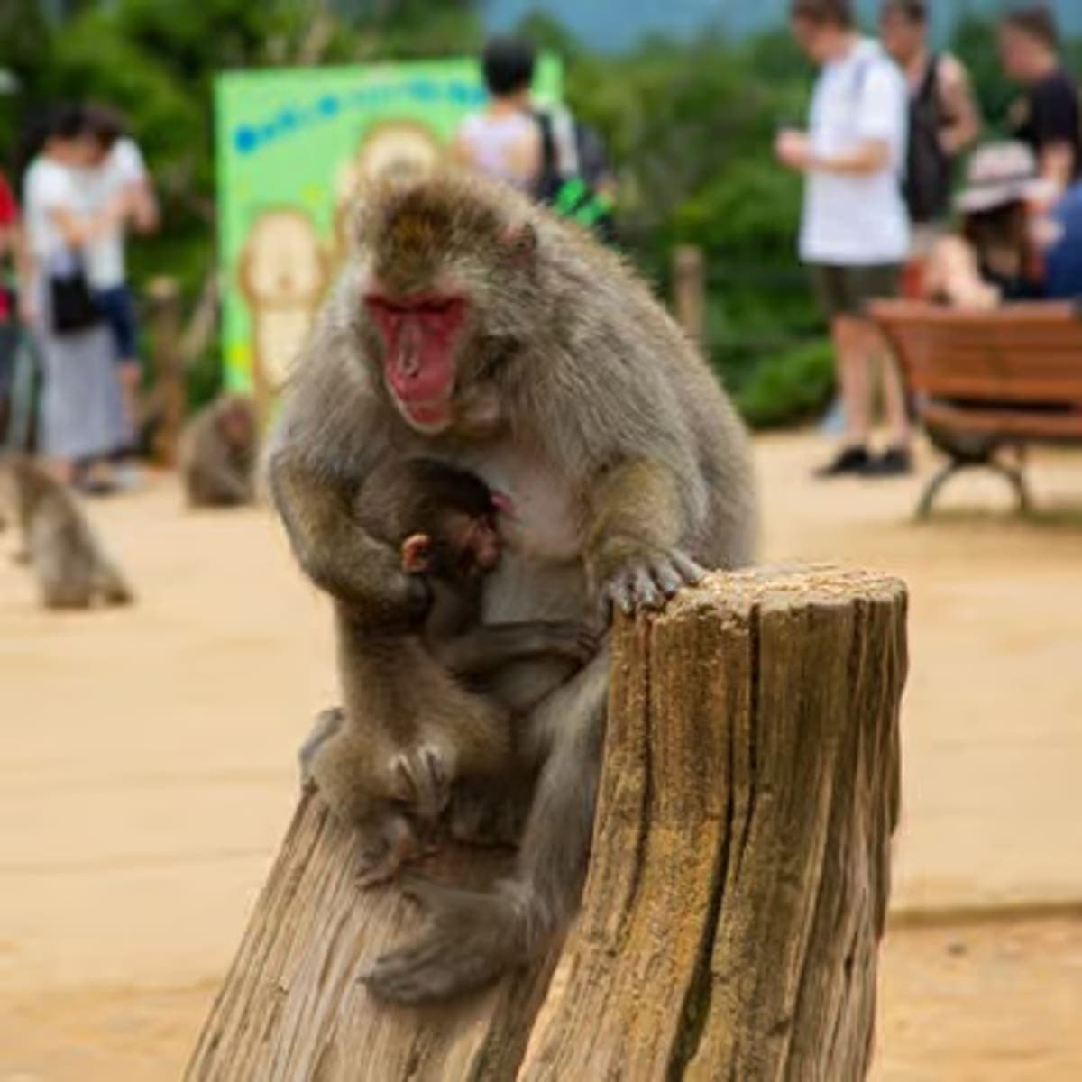 Arashiyama Bamboo Temple, with Monkey or Secret Sake Brewery