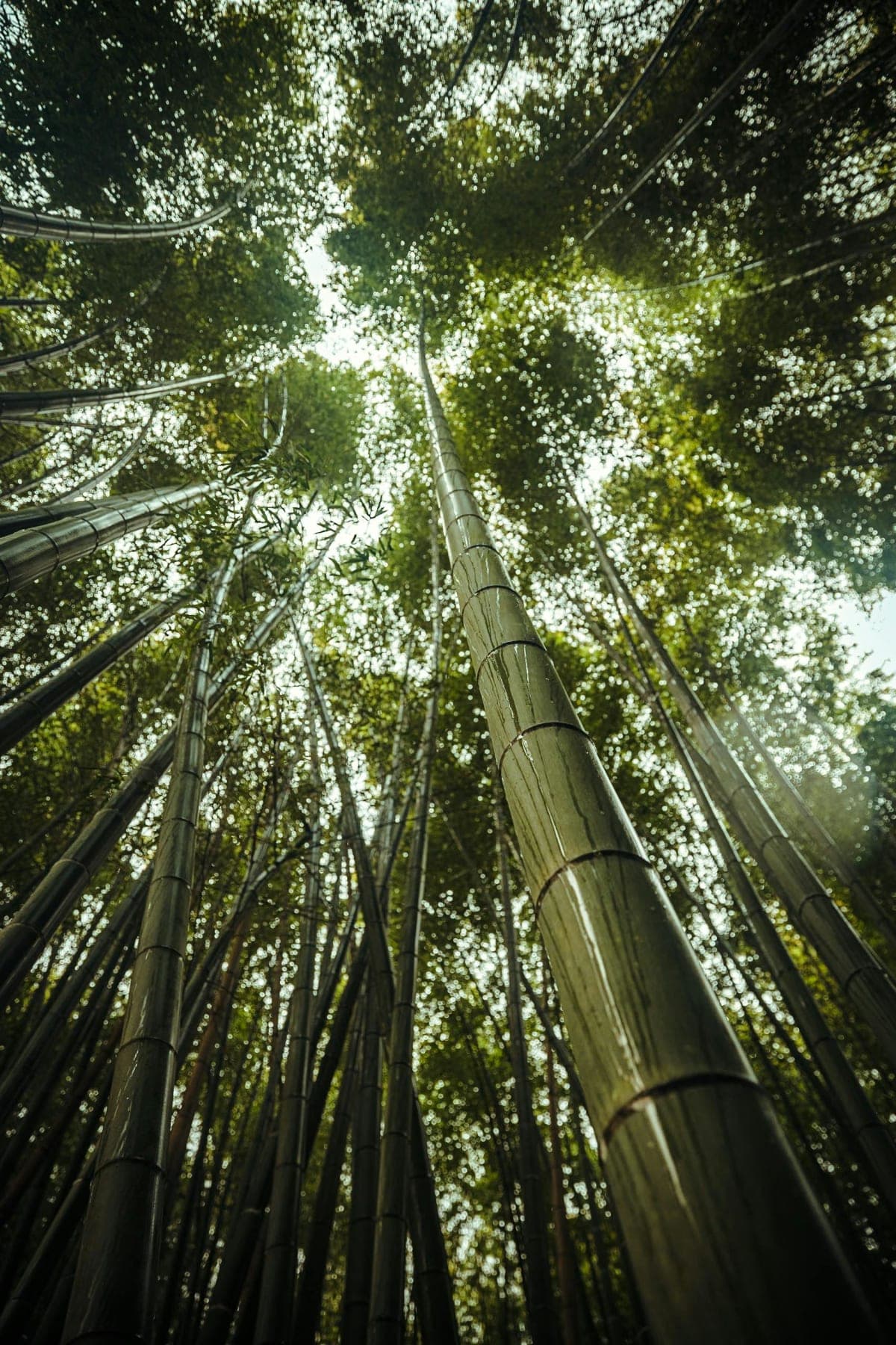 Arashiyama Bamboo Temple, with Monkey or Secret Sake Brewery