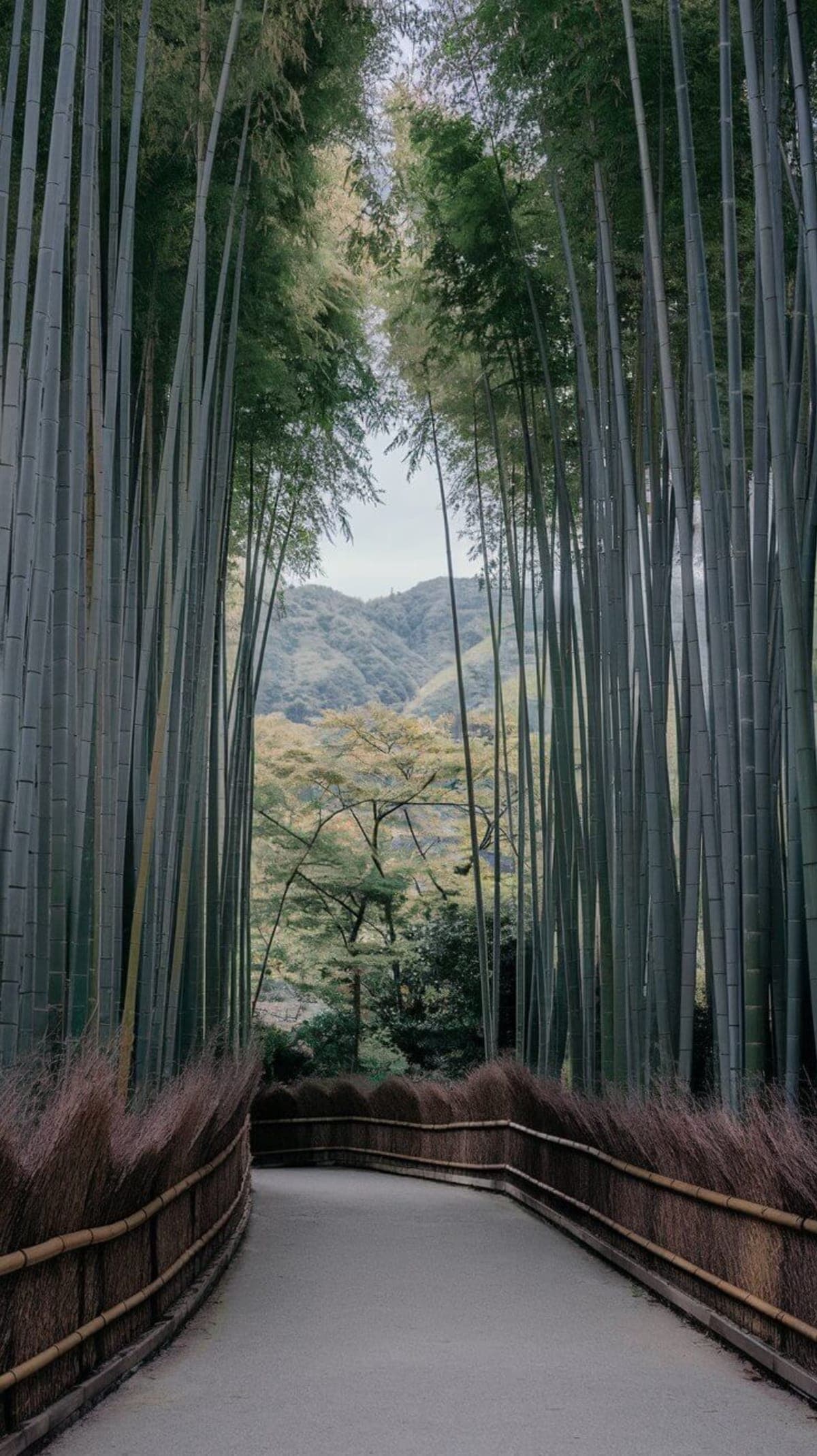 Kyoto: Private Tour with English Guide Pickup And Drop Off