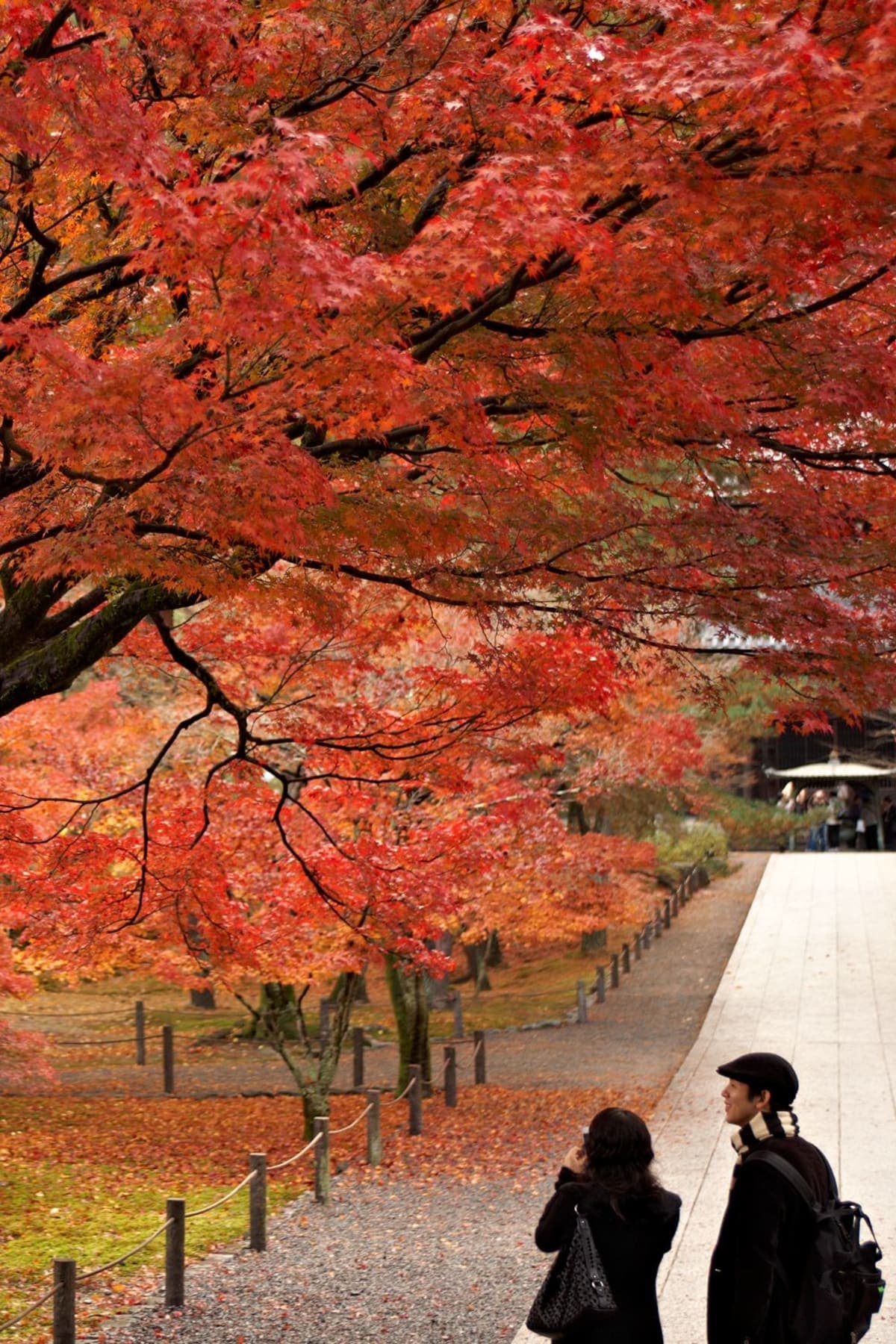 Kyoto Private Day Tour with Luxury Vehicle & English Guide